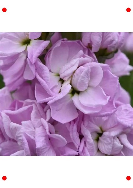 Pembe Kokulu Uzun Boylu Şebboy Çiçeği Tohumu - 10 Adet