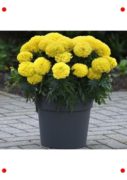 Iri Sarı Uzun Boy Kadife Çiçeği Tohumu - 5 Adet