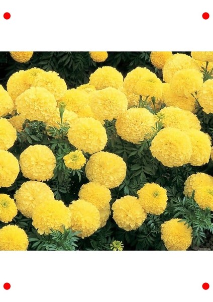 Iri Sarı Uzun Boy Kadife Çiçeği Tohumu - 5 Adet modelleri