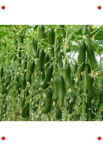 Sırık Salatalık Tohumu (20 Adet) - Dikey Büyüme