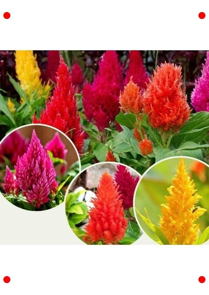 Horoz Ibiği Püskül Tohumları - 200 Adet Karışık Renk