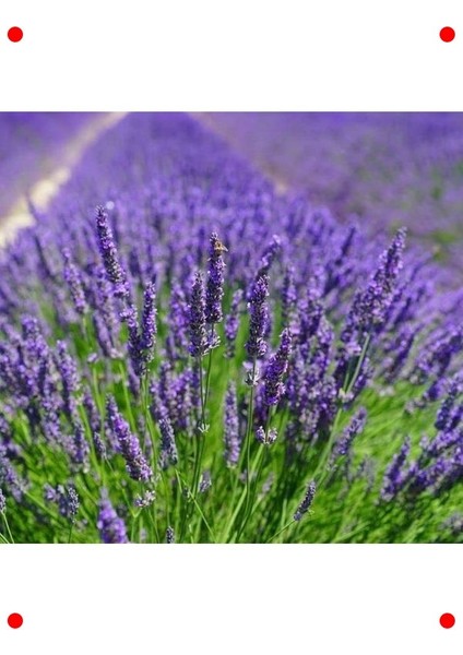 Mavi Lavanta Tohumu - Mis Kokulu Güzellik