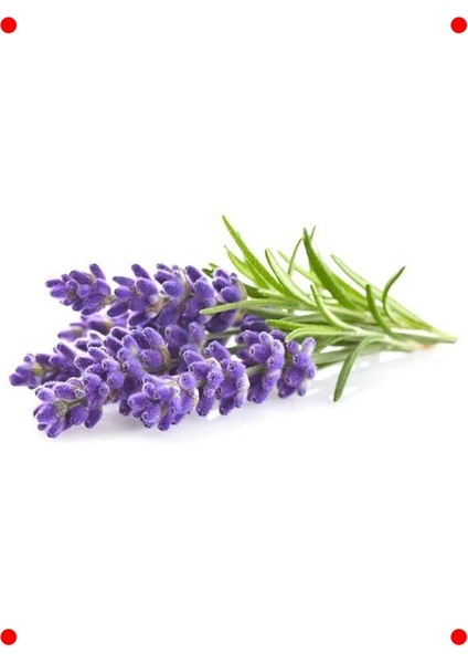 Mavi Lavanta Tohumu - Mis Kokulu Güzellik fiyatları