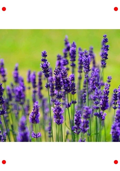 Mavi Lavanta Tohumu - Mis Kokulu Güzellik fırsatları