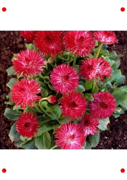 Kırmızı Katmerli Şeker Papatya Tohumu (20 Adet)