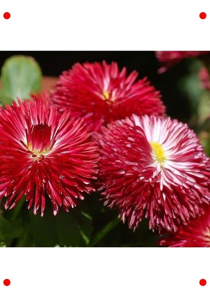 Kırmızı Katmerli Şeker Papatya Tohumu (20 Adet) fiyatları