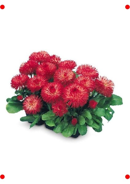 Kırmızı Katmerli Şeker Papatya Tohumu (20 Adet) modelleri