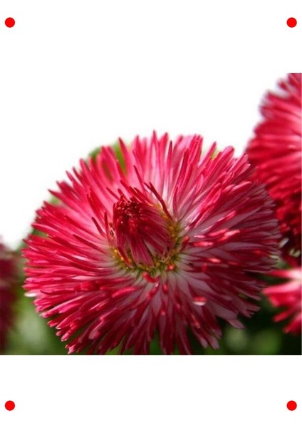 Kırmızı Katmerli Şeker Papatya Tohumu (20 Adet) fırsatları