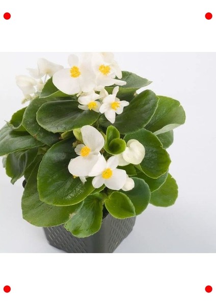 Beyaz Iri Çiçek Şeker Begonya Tohumu - 25 Adet