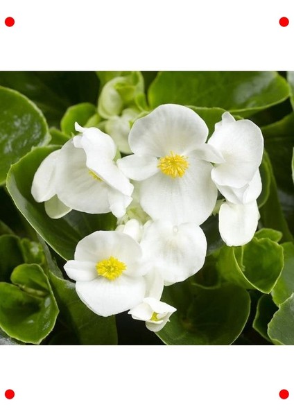 Beyaz Iri Çiçek Şeker Begonya Tohumu - 25 Adet fiyatları