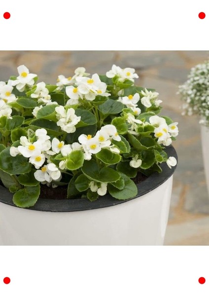 Beyaz Iri Çiçek Şeker Begonya Tohumu - 25 Adet modelleri