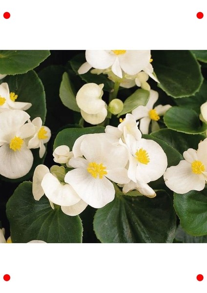 Beyaz Iri Çiçek Şeker Begonya Tohumu - 25 Adet fırsatları