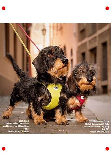 Nefes Alan Turuncu Orta Boy Yelek Tipi Köpek Tasması indirimleri