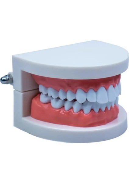 ( 3 Adet ) Insan Diş Anatomisi Diş Modeli Eğitici Maket Fen ve Biyoloji Dersleri Diş Maketi