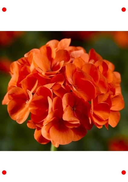 Büyük Top Çiçekli Sardunya Tohumu Turuncu Renk - 5 Adet