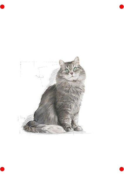 Hassas Sindirim Kedi Maması - Yetişkin (15 Kg) modelleri