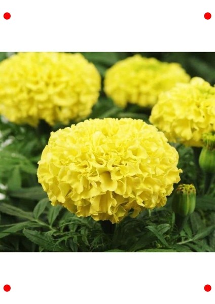 Sarı Iri Kafa Kadife Çiçeği F1 Tohumu (20 Adet)