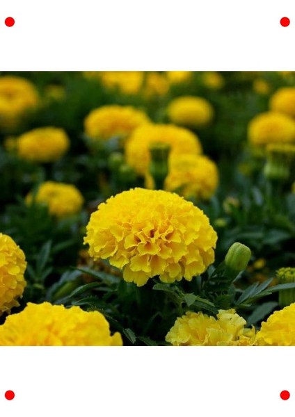 Sarı Iri Kafa Kadife Çiçeği F1 Tohumu (20 Adet) fiyatları