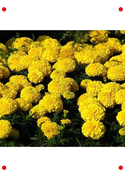 Sarı Iri Kafa Kadife Çiçeği F1 Tohumu (20 Adet) modelleri