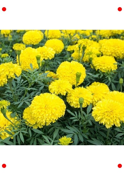 Sarı Iri Kafa Kadife Çiçeği F1 Tohumu (20 Adet) fırsatları