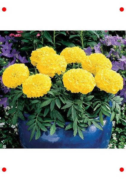 Sarı Iri Kafa Kadife Çiçeği F1 Tohumu (20 Adet) indirimleri