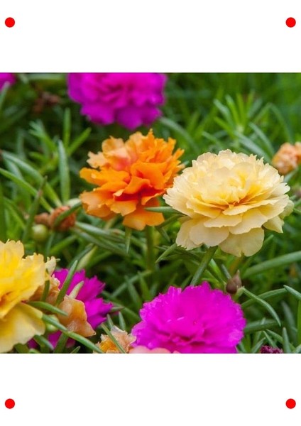 Katmerli Büyük Ipek Çiçeği Tohumu - Karışık Renk (40 Adet)