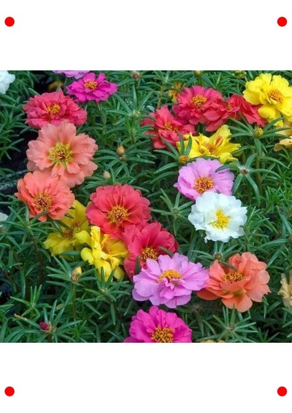 Katmerli Büyük Ipek Çiçeği Tohumu - Karışık Renk (40 Adet) fiyatları