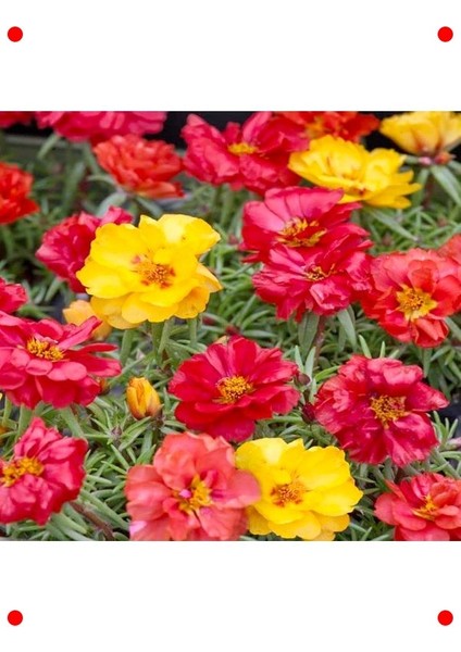 Katmerli Büyük Ipek Çiçeği Tohumu - Karışık Renk (40 Adet) modelleri