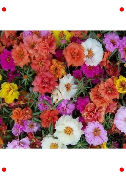 Katmerli Büyük Ipek Çiçeği Tohumu - Karışık Renk (40 Adet) fırsatları