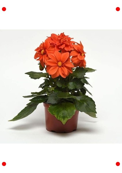 Bodur Turuncu Yıldız Çiçeği Tohumu - 10 Adet