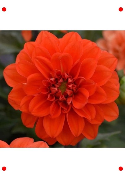 Bodur Turuncu Yıldız Çiçeği Tohumu - 10 Adet modelleri