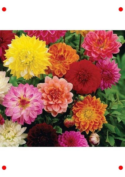 Bodur Turuncu Yıldız Çiçeği Tohumu - 10 Adet fırsatları