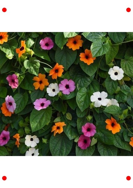 Karışık Kara Gözlü Suzan Tohumu (5 Adet)