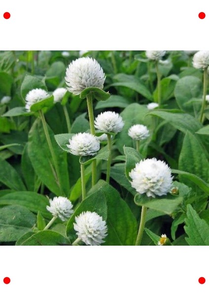 Beyaz Medine Düğmesi F1 Çiçek Tohumu (50 Adet)