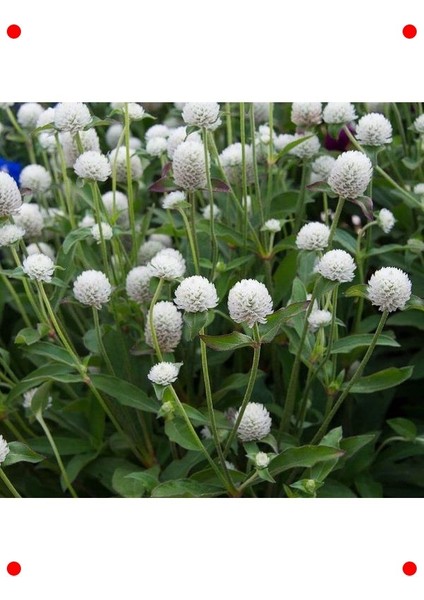 Beyaz Medine Düğmesi F1 Çiçek Tohumu (50 Adet) modelleri