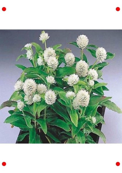 Beyaz Medine Düğmesi F1 Çiçek Tohumu (50 Adet) fırsatları