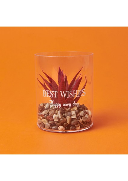 Dekor Bardak Sukulent - Asorti - 8X10 cm