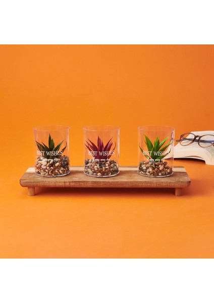 Dekor Bardak Sukulent - Asorti - 8X10 cm fiyatları