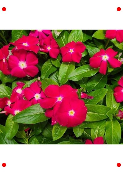 Beyaz Kırmızı Noktalı Rozet Çiçeği Tohumu (15 Adet)