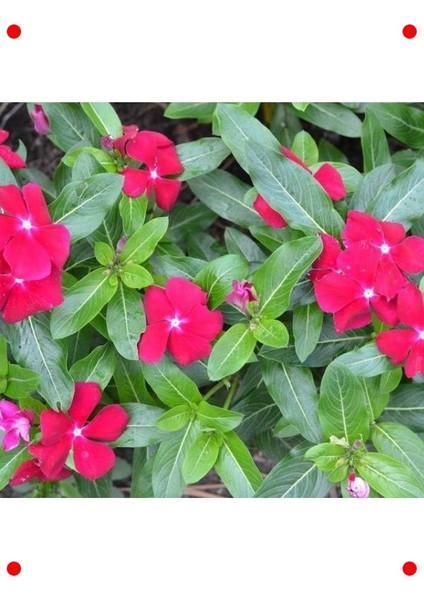 Beyaz Kırmızı Noktalı Rozet Çiçeği Tohumu (15 Adet) modelleri