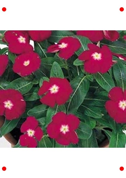 Beyaz Kırmızı Noktalı Rozet Çiçeği Tohumu (15 Adet) fırsatları