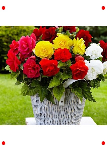 Karışık Renkli Katmerli Begonya Tohumu (5 Adet)