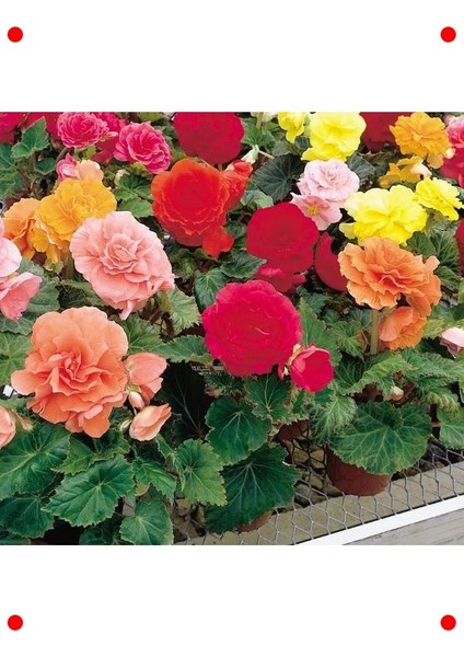 Karışık Renkli Katmerli Begonya Tohumu (5 Adet) fiyatları