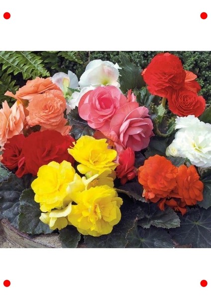 Karışık Renkli Katmerli Begonya Tohumu (5 Adet) modelleri