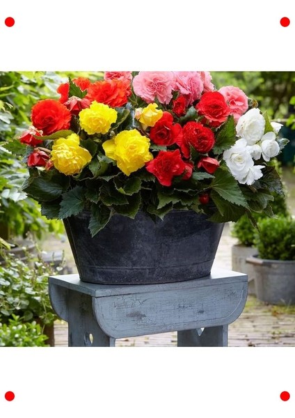 Karışık Renkli Katmerli Begonya Tohumu (5 Adet) fırsatları