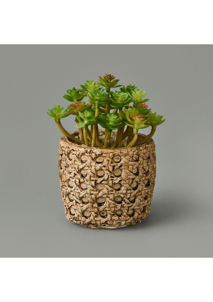 Hasır Efekt Saksıda Sukulent - 7X8X8 cm