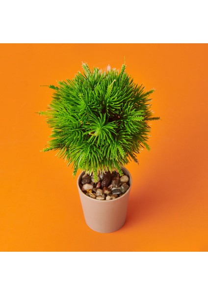 Dekor Top Yapay Çam - Asorti - 12X18 cm modelleri