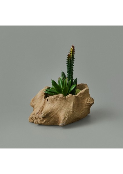Ağaç Kökü Saksıda Sukulent - 15X16X16 cm