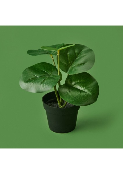 Botta Çiçek - Asorti - 24 cm modelleri