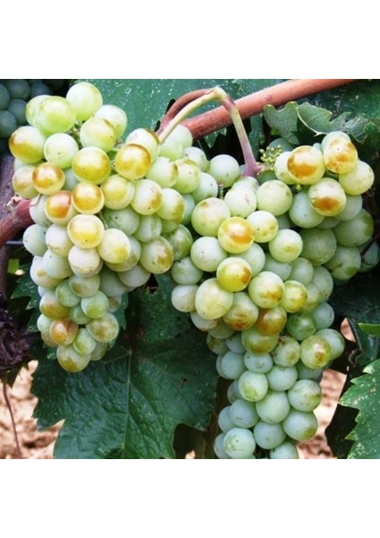 3 Yaş Narince (Tokat) Sarmalık Üzüm Asma Fidanı
